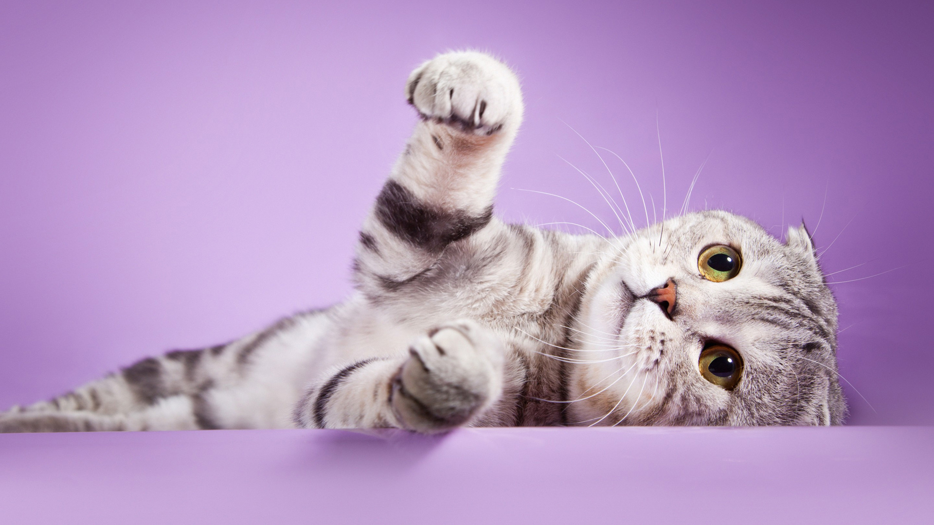 苏格兰折耳猫宠物猫图片可爱卖萌表情苏格兰折耳猫壁纸_高清动物壁纸