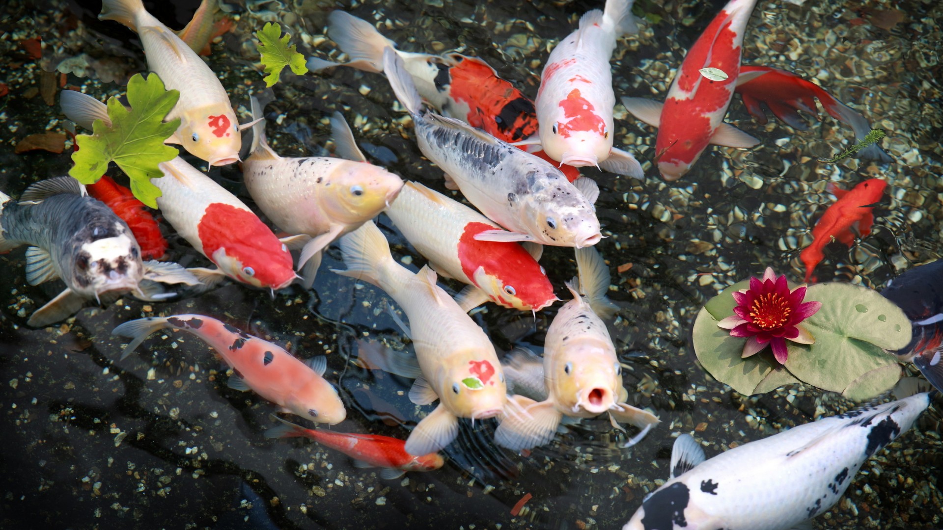 鱼百合电脑桌面动物壁纸下载_高清动物壁纸