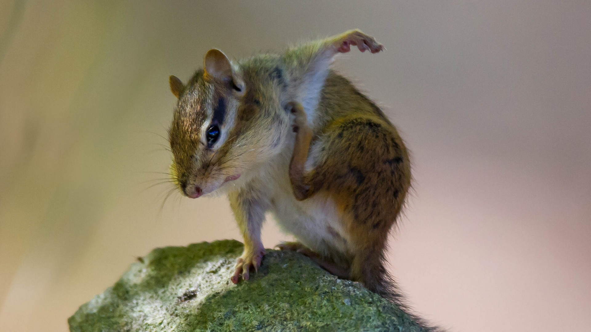 可爱动物花栗鼠电脑桌面动物壁纸下载_高清动物壁纸