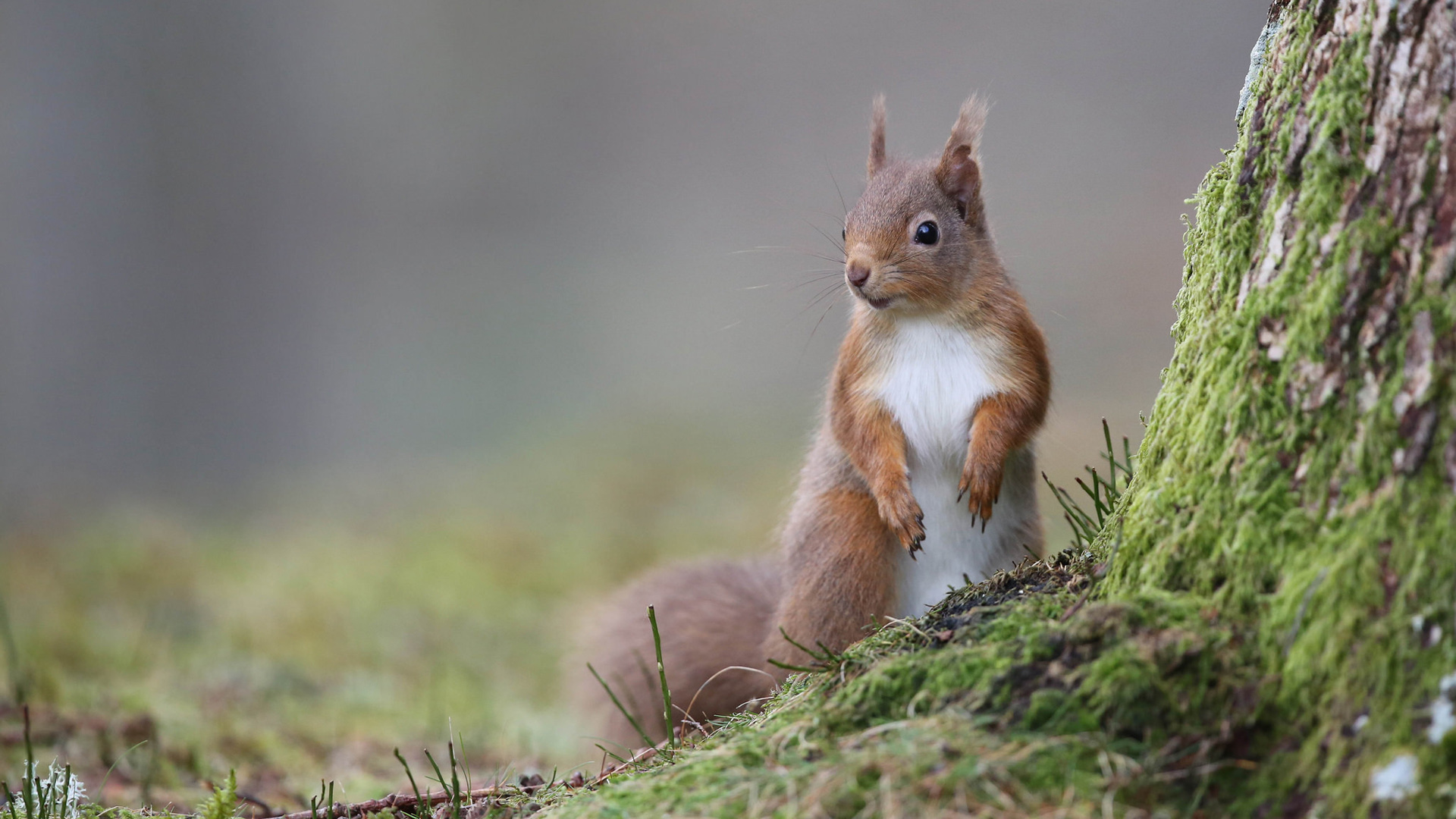 小松鼠可爱站姿树苔藓动物电脑桌面动物壁纸下载_高清动物壁纸