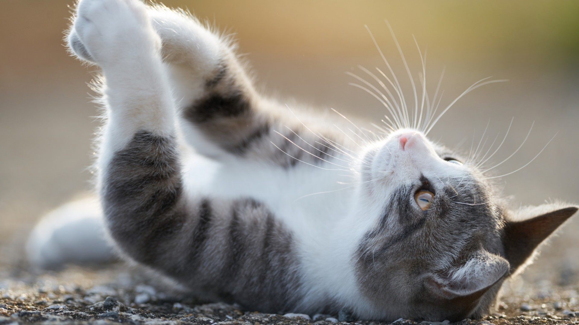 猫咪躺着享受脚可爱猫猫电脑桌面动物壁纸下载_高清动物壁纸