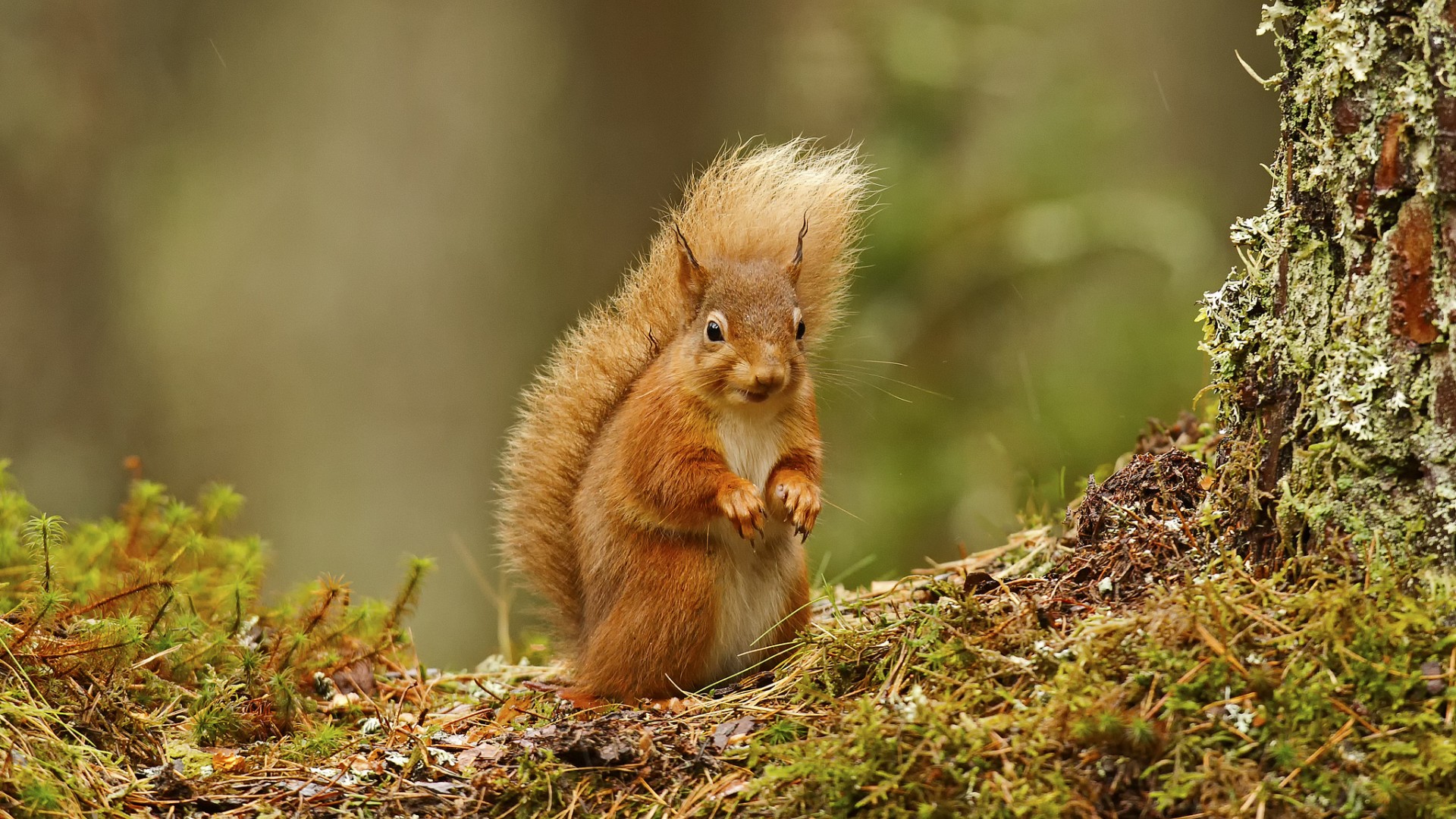 自然森林可爱小松鼠苔藓啮齿目动物电脑桌面动物壁纸下载_高清动物壁纸