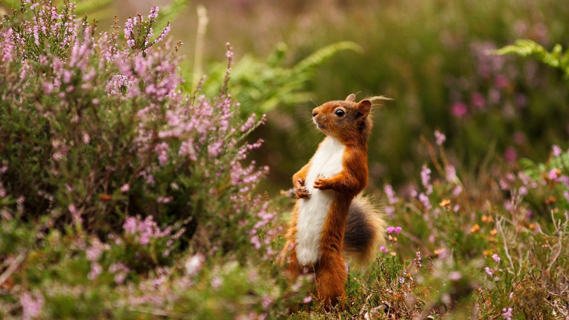 可爱松鼠丛林鲜花有趣的站姿松鼠壁纸_高清动物壁纸