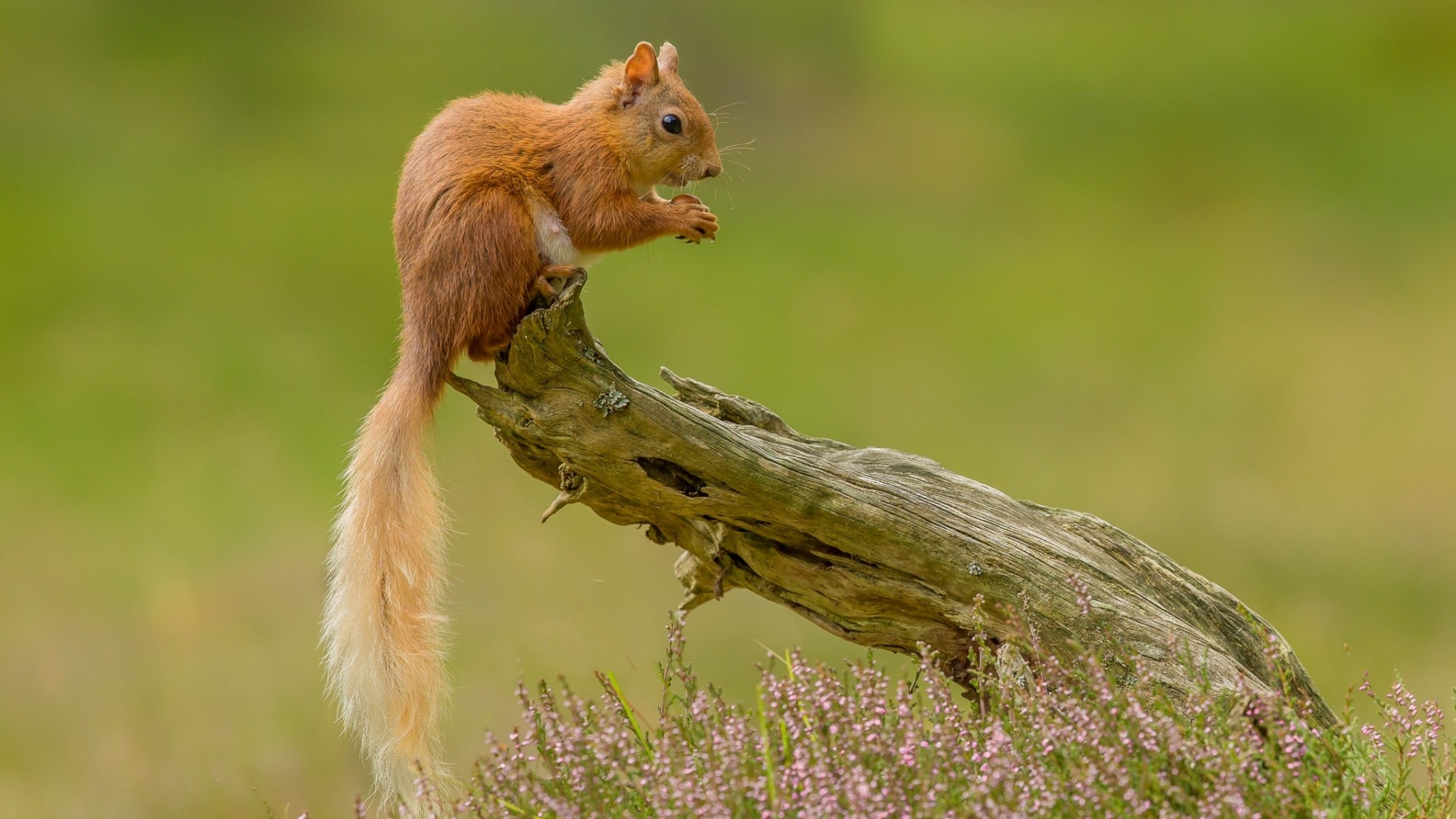 小松鼠 可爱眼神 尾巴 可爱动物电脑桌面动物壁纸下载_高清动物壁纸