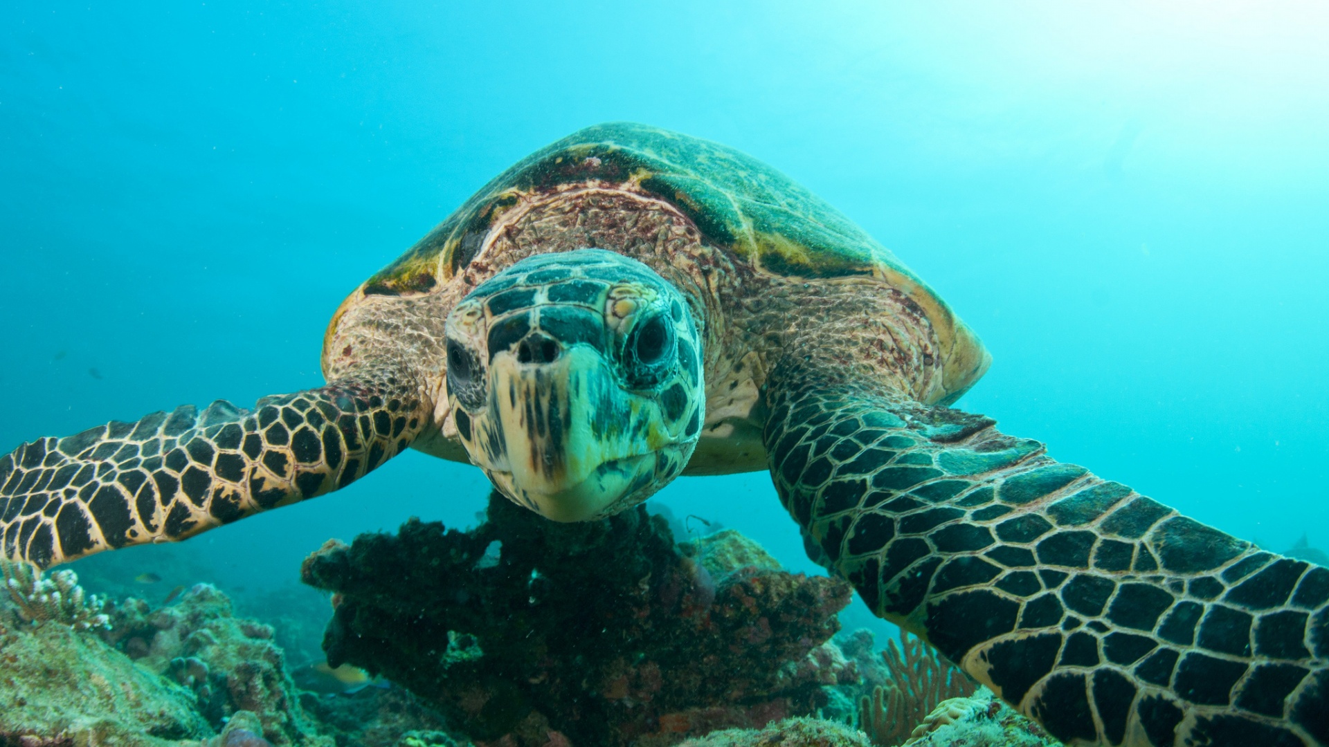 海 海洋 乌龟 海龟电脑桌面动物壁纸下载_高清动物壁纸