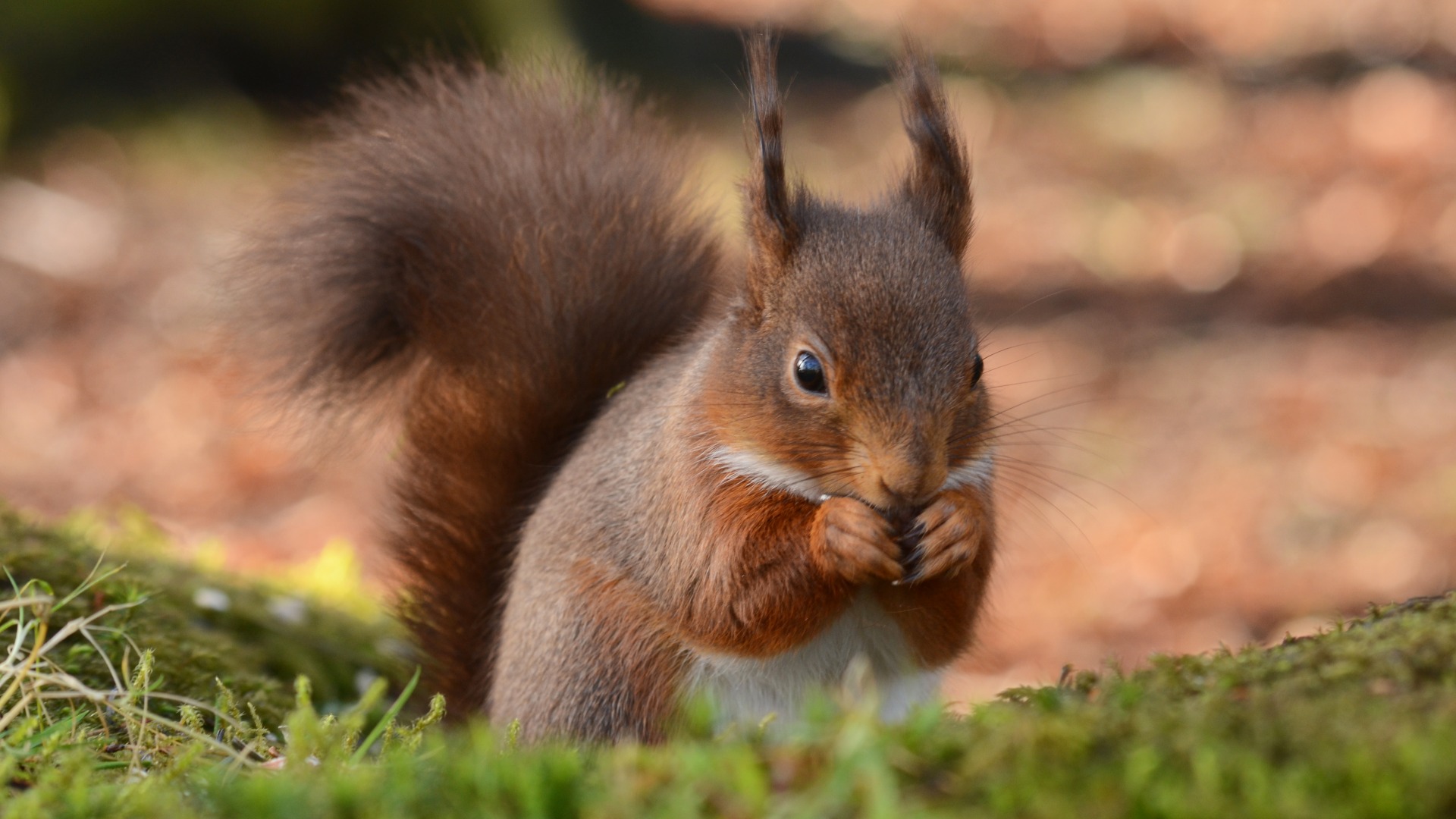 棕色小松鼠 小脸儿 夏天 背景图片 电脑壁纸_高清动物壁纸
