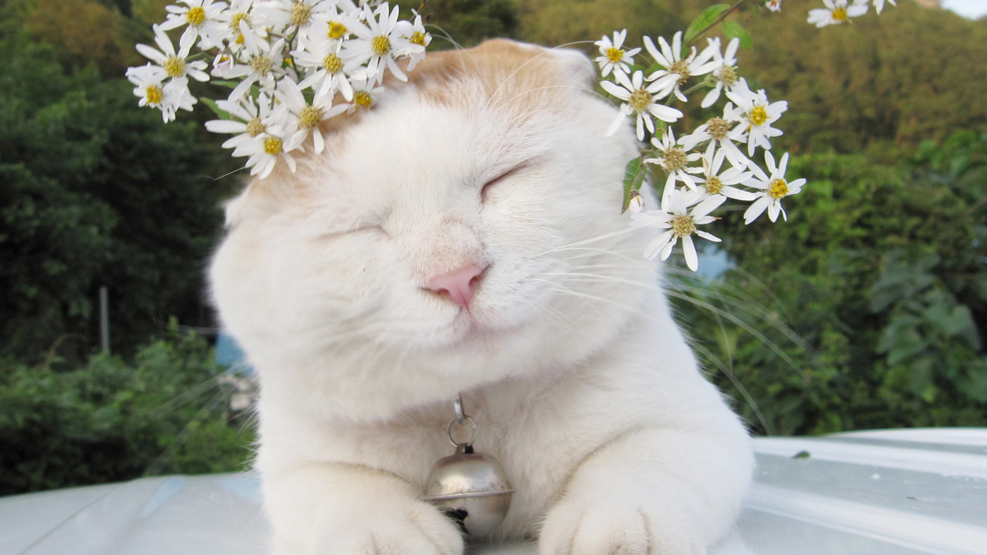 可爱猫叔电脑桌面动物壁纸下载_高清动物壁纸