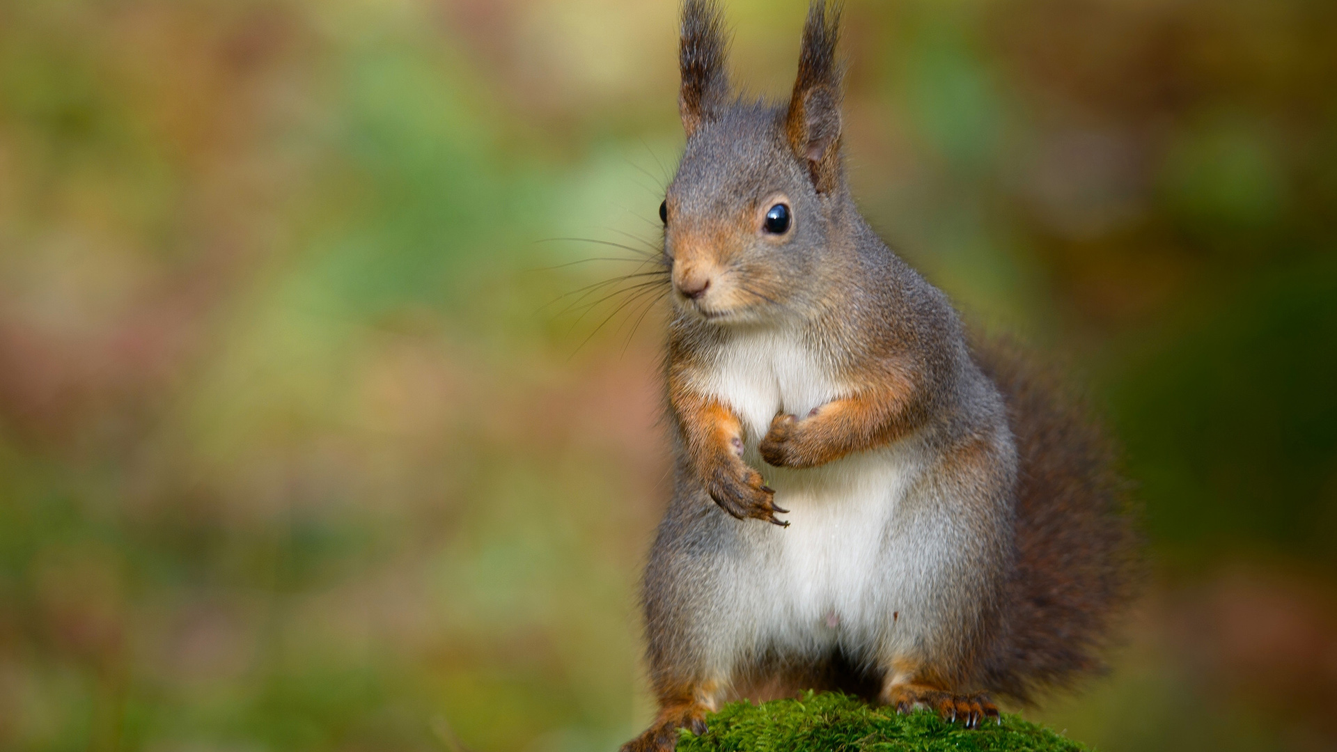 林中可爱小松鼠电脑桌面动物壁纸下载_高清动物壁纸