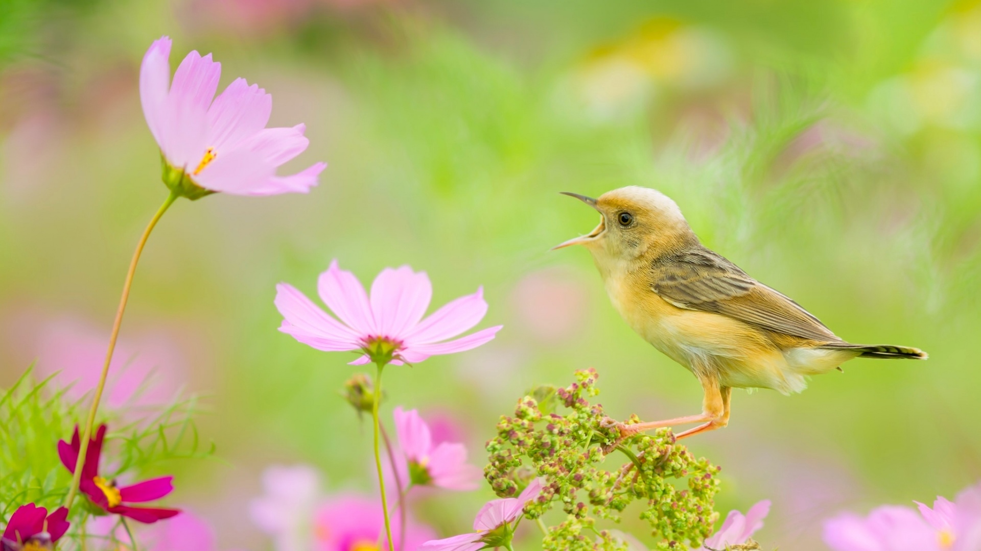 鸟儿 秋英花 电脑桌面动物壁纸下载_高清动物壁纸