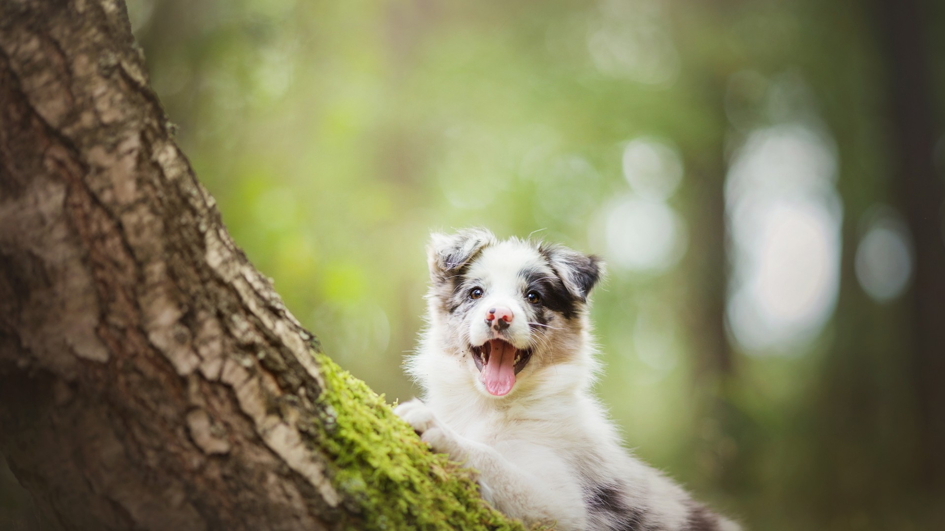 边境牧羊犬 狗 小狗 树 自然森林 边境牧羊犬电脑桌面动物壁纸下载_高清动物壁纸