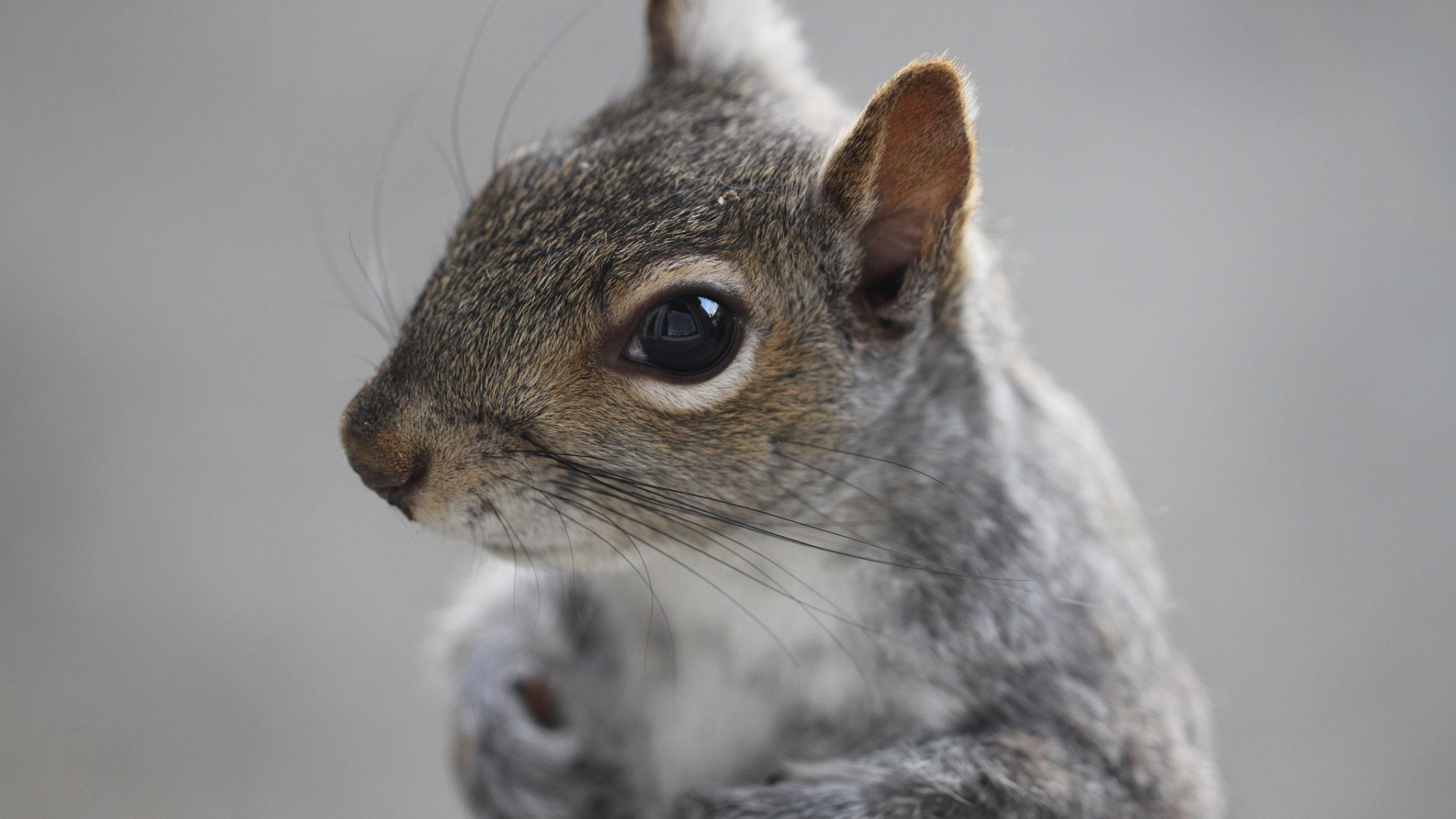 灰色的小松鼠胡子耳朵眼睛可爱松鼠壁纸_高清动物壁纸
