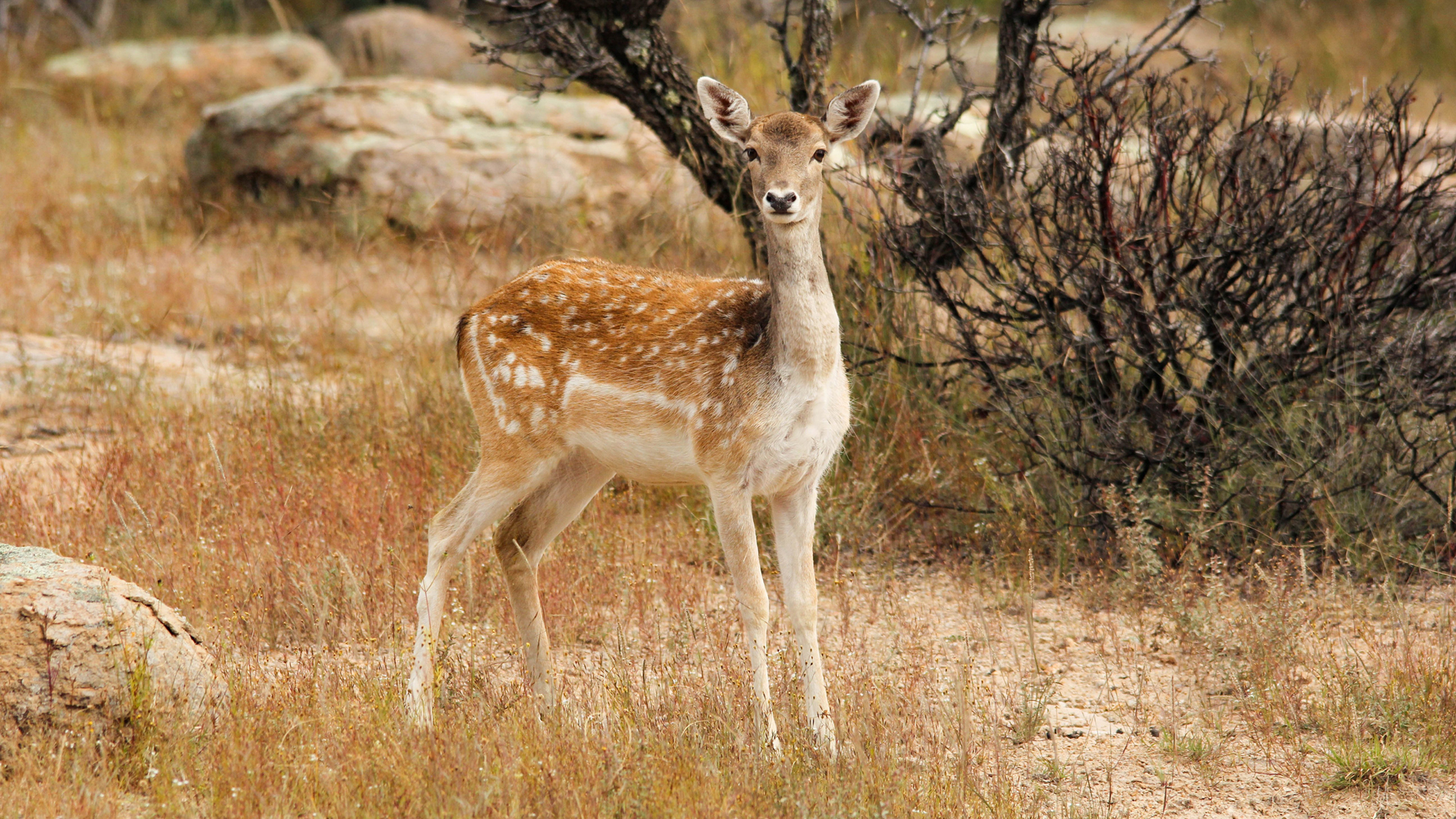 梅花鹿 可爱 小鹿 高清 动物 电脑 壁纸_高清动物壁纸