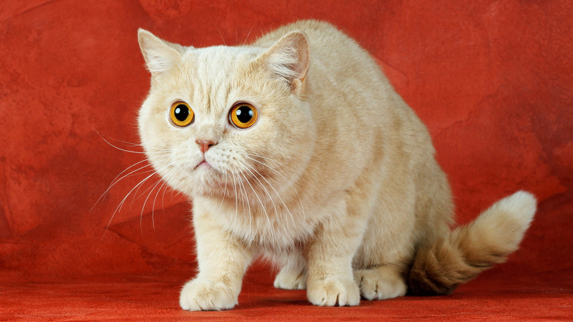 白色的猫 大眼睛 胡须 白猫壁纸_高清动物壁纸