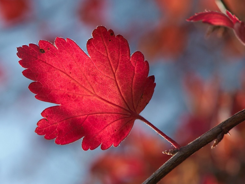 秋天红树叶电脑桌面高清壁纸分享
