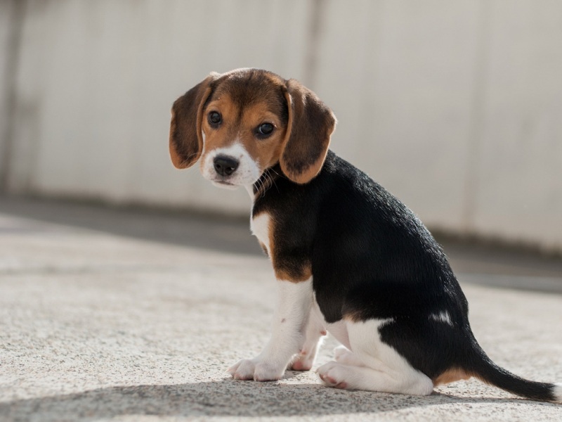 软萌小猎犬！这款电脑动漫壁纸太治愈了