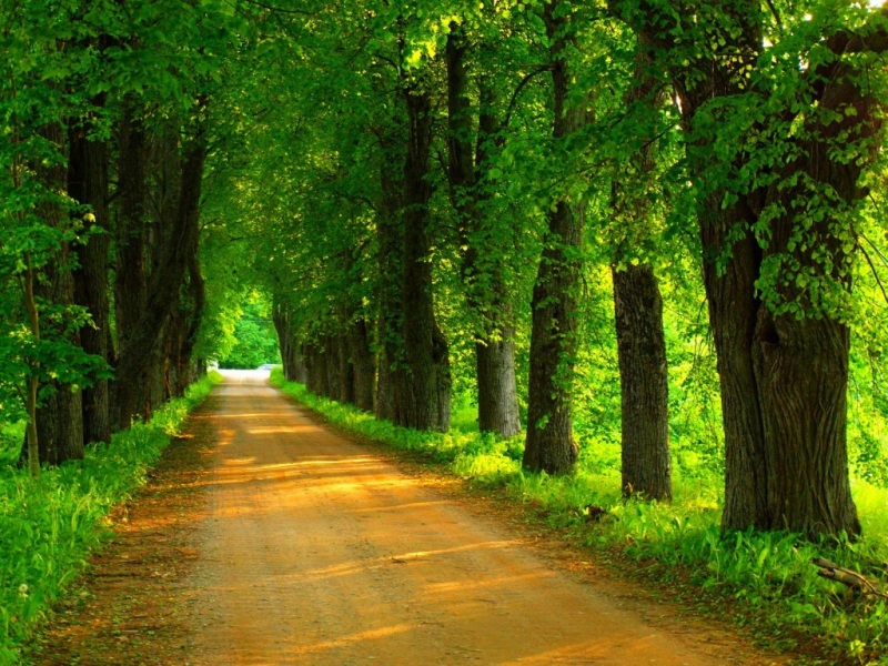 自然森林道路风景 高清电脑动漫桌面壁纸
