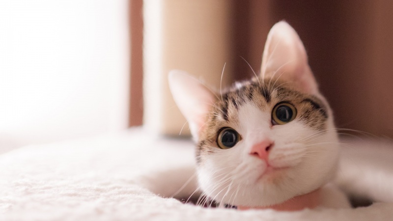 软乎乎喵星人！超治愈萌猫电脑桌面壁纸合集