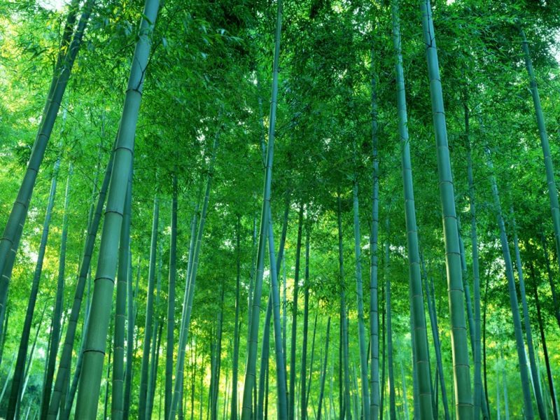 竹林灌丛绿意盎然！这套自然风景电脑壁纸太治愈了