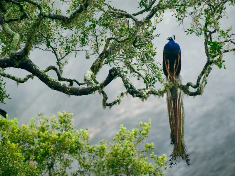 多款尺寸孔雀树枝高清电脑壁纸上线 治愈系动物壁纸等你来换