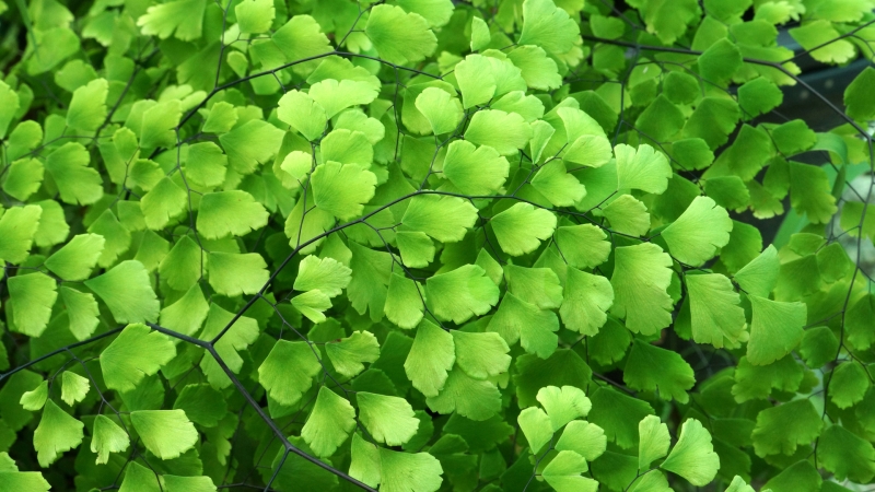 铁线蕨绿植护眼高清壁纸 适配多尺寸电脑屏幕