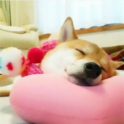 魔性又上头！10组搞怪情侣头像一对两张高清版