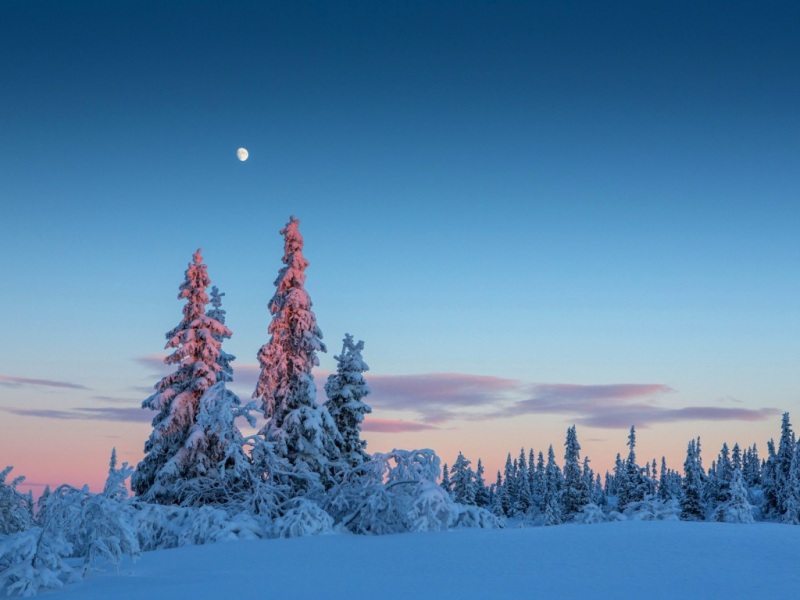 冬日月夜森林风景壁纸推荐