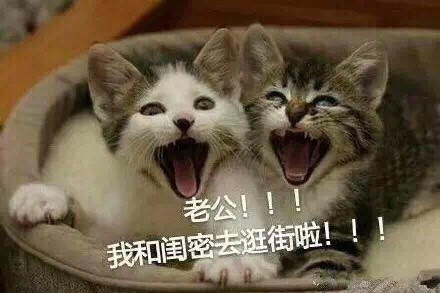 撒娇必备！喊老公的喵喵表情包合集