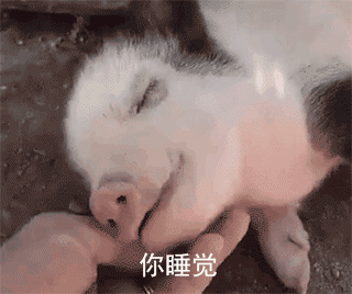 超甜“最爱你惹”小猪表情包合集