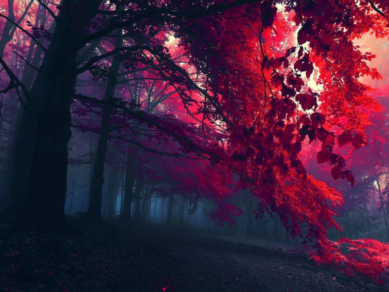 秋日红枫森林电脑壁纸