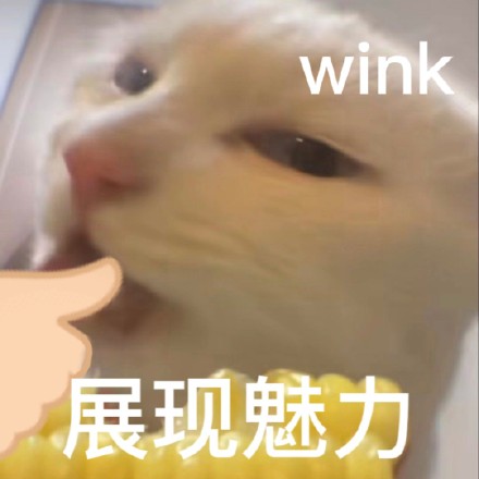 又有新的奇怪猫猫表情包可以用啦