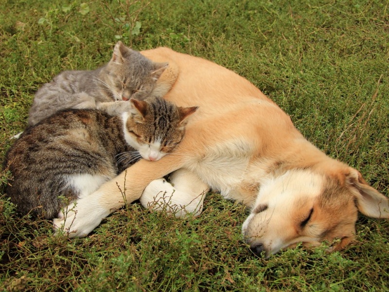 软萌猫狗躺草地睡觉 治愈系电脑动漫壁纸推荐