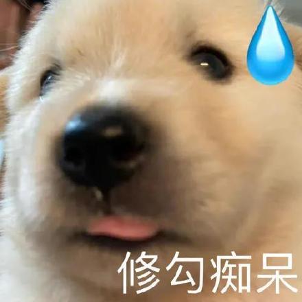 聊天斗图必备！超全小狗表情包合集来了