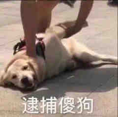 铲屎官斗图必备！这套猫猫狗狗表情包太好用了