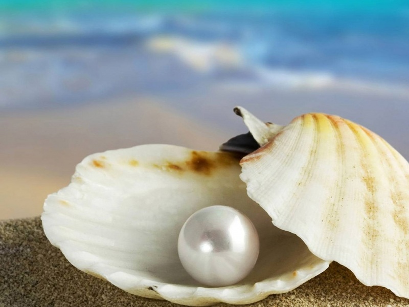 贝壳珍珠主题电脑桌面壁纸分享