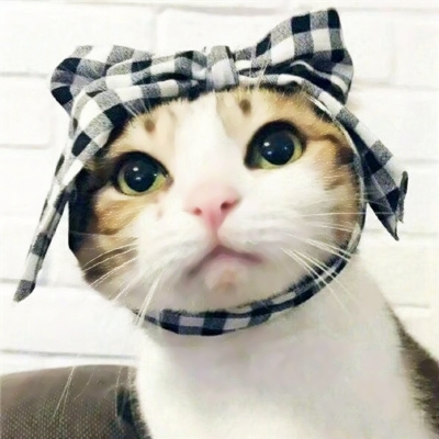 猫狗搞怪情侣头像来啦！10张可爱一对两张的动物头像合集