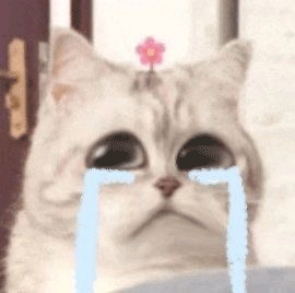 刷到就存！超治愈可爱微笑小猫斗图表情包合集