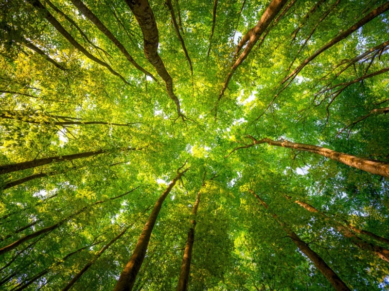 清晨林间暖阳护眼风景壁纸 多款尺寸可下载