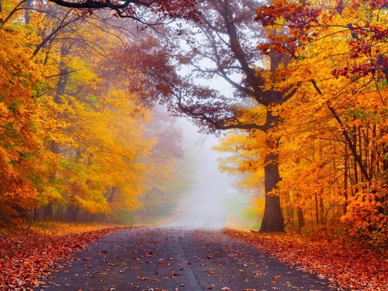 秋日森林落叶风景电脑壁纸