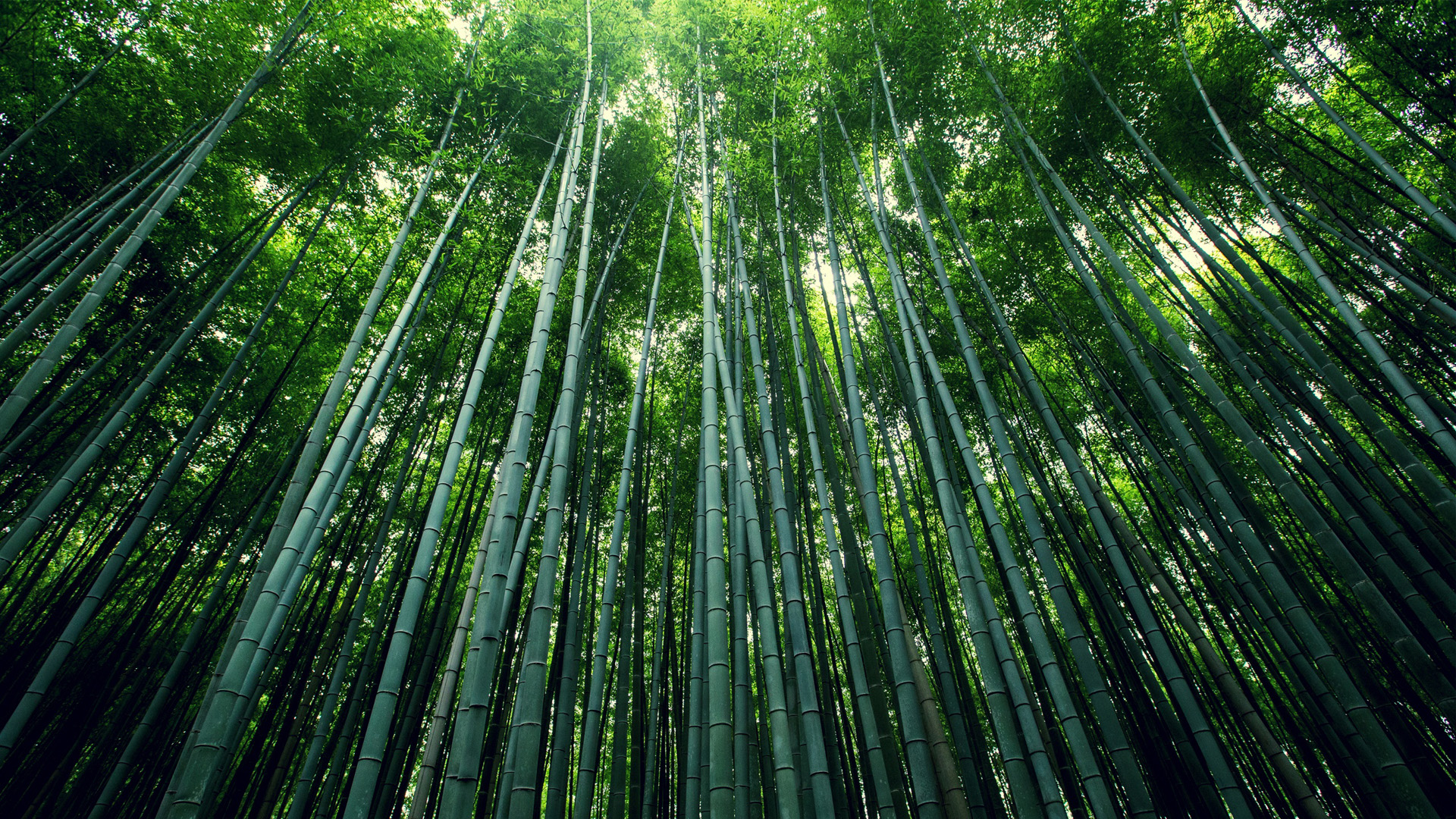 护眼又治愈！这款竹林竹海电脑壁纸太适合打工人了