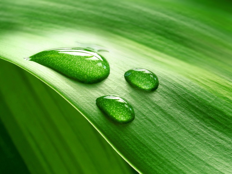 这款带绿叶露珠的护眼电脑桌面壁纸太治愈了