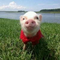 一左一右的可爱小猪情侣头像 20张真人感头像图合集