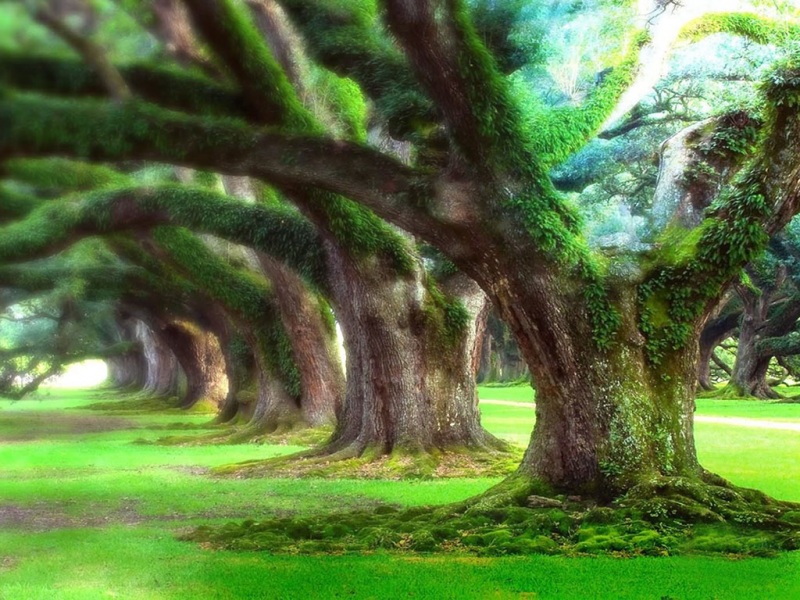 树荫风景电脑桌面动漫壁纸来啦 多款分辨率任你选