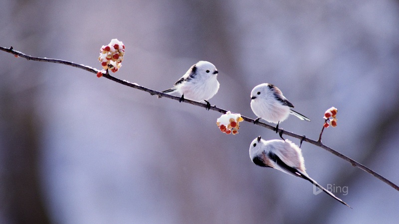 长尾山雀电脑高清壁纸来啦 动漫动物款直接用
