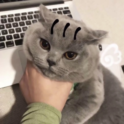 软萌猫咪情侣头像！18组一左一右高清可爱款