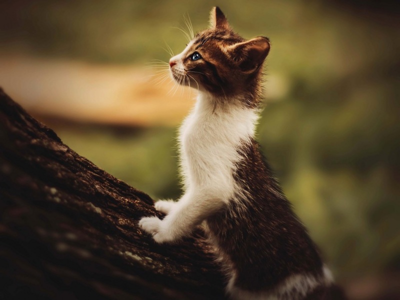 森林里凝望的小猫高清壁纸合集