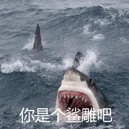 聊天斗图别愁！这套鲨鱼表情包直接封神