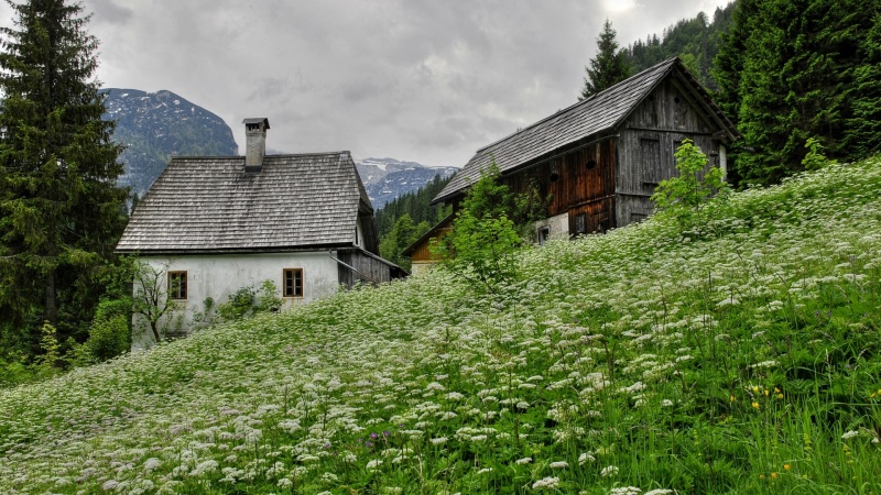 山树林农场谷仓野花风景电脑桌面壁纸来了