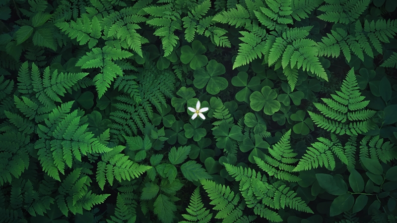 三叶草小白花蕨类植物护眼电脑壁纸上新 多款高清尺寸可选