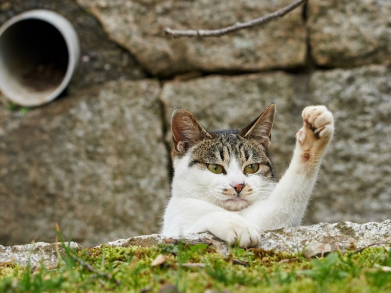 猫咪比心手势壁纸_高清可爱猫爪桌面壁纸