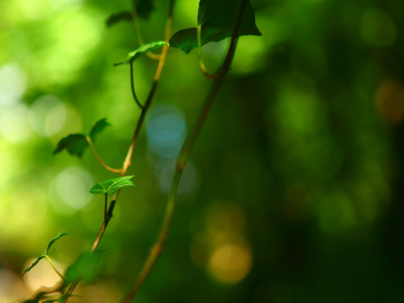 绿色叶子护眼桌面壁纸 多款高清尺寸可选